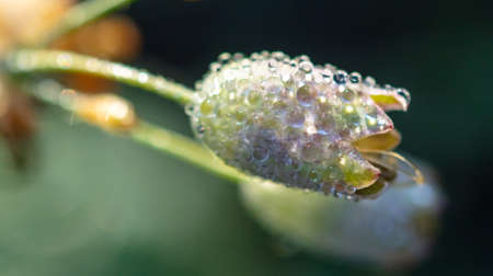 Dew drops on a small flower. Macro