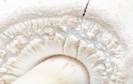 Champignon mushroom as an abstract background. Close-up