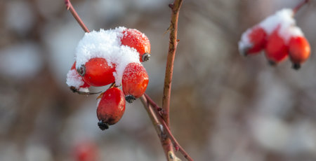 Rosehip berries in the snow in winter.の写真素材