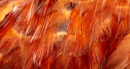 Rooster feathers as an abstract background. Close-upの写真素材