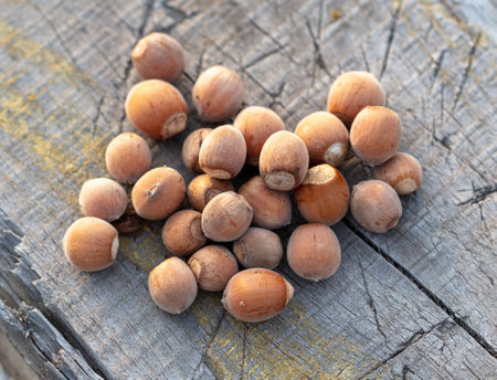 Hazelnuts on a wooden background. Close-upの写真素材