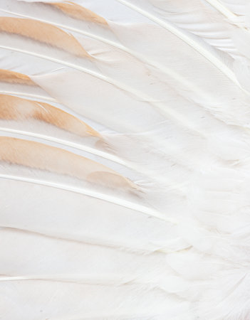 Rooster feathers as an abstract background. Close-upの写真素材