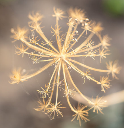 Seeds on a dry dill plant. Close-upの写真素材