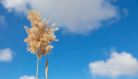 Reed on a background of blue sky. Winterの写真素材