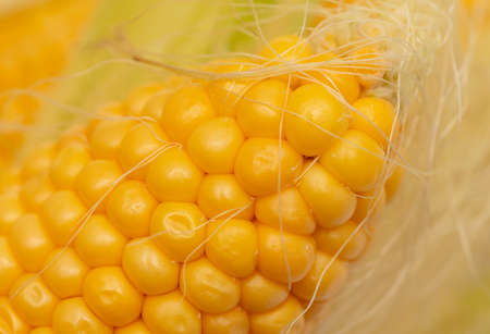Yellow corn as a background. Close-upの写真素材