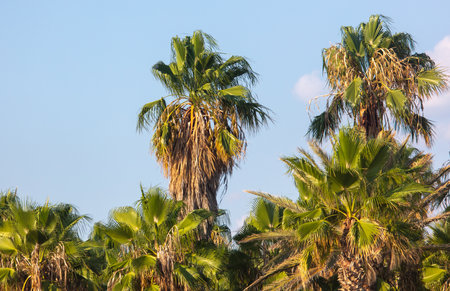Palm trees against the sky. Tropicsの写真素材