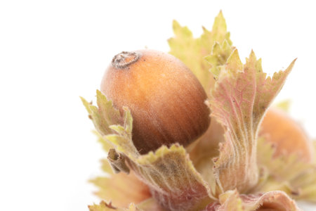 Hazelnuts on a white background. Close-upの写真素材