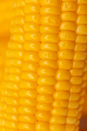 Yellow corn as a background. Close-up