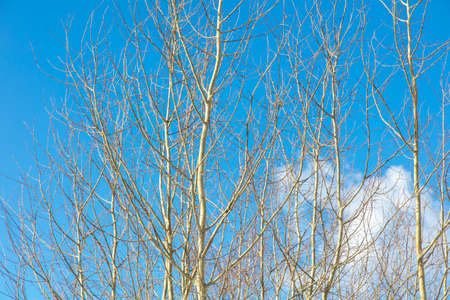 Bare branches on a tree against a blue sky. Winter