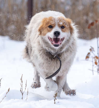 The dog runs in the snow in winter.