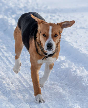 The dog runs in the snow in winter.