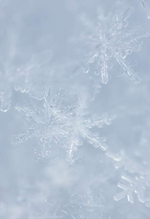 Close up of snowflakes as background. Macroの写真素材