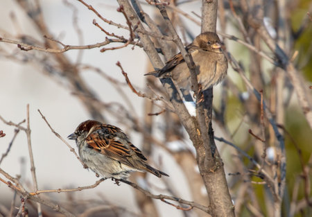 Two sparrows on the branches of a tree in winter.の写真素材