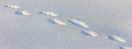 Animal footprints in the snow in winter. Background