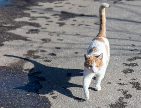 The cat walks along the road after the rain. Animalの写真素材