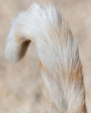 The tail of a white red cat. Close-upの写真素材