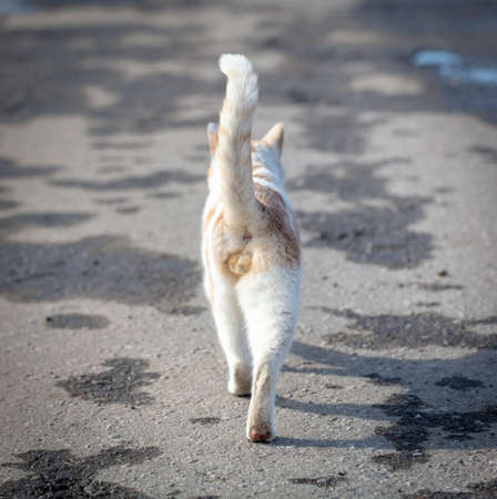The cat walks along the road after the rain. Animalの写真素材