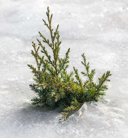 Small coniferous plant in the snow in winter.