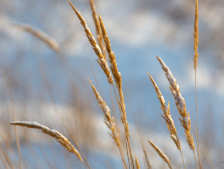 Grass frozen in the snow as a background. Nature in winterの写真素材