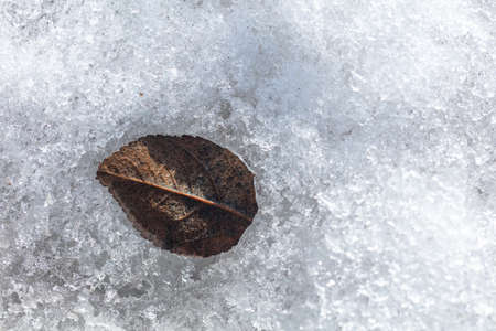 Frozen leaf in ice. Nature in winter