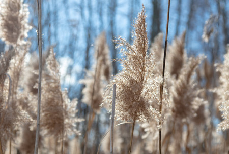 Reed on a background of blue sky. Winter