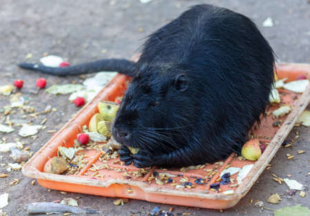 Black nutria eats food at the zoo.の写真素材