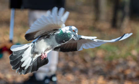 Dove in flight in the park in autumn.の写真素材