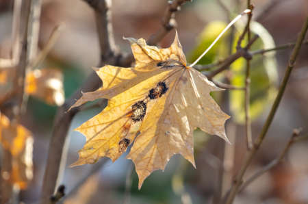 Yellow leaves in the park in autumn.