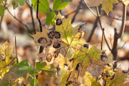 Yellow leaves in the park in autumn.