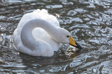 Portrait of a white swan in the lake. Natureの写真素材