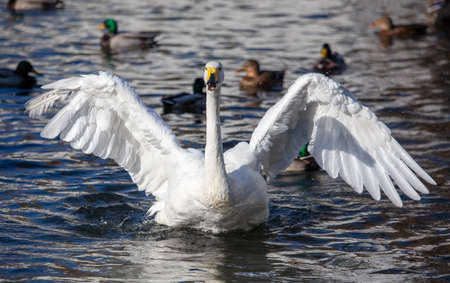 White swan flaps its wings in the lake. Natureの写真素材