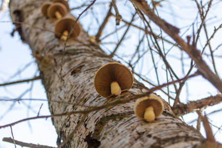 The mushroom grows on the trunk of a tree. Natureの写真素材