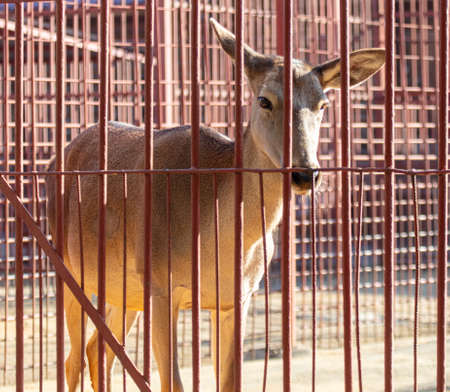 Portrait of a deer in a metal cage of the zoo.の写真素材