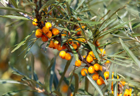 Yellow berries of sea buckthorn on the branches of a tree. Close-up