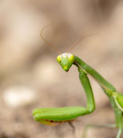 Portrait of a green praying mantis in nature. Macro