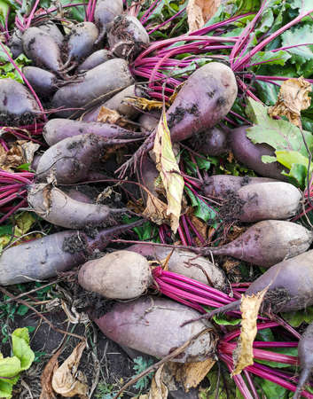 Freshly dug beets on the ground. Harvestの写真素材