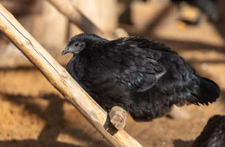Portrait of a black hen in the park. Close-upの写真素材
