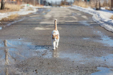 The cat walks along the road after the rain. Animalの写真素材