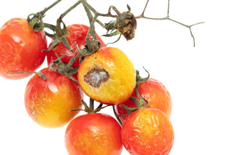 Old rotten tomato with mold on a white background. Close-upの写真素材