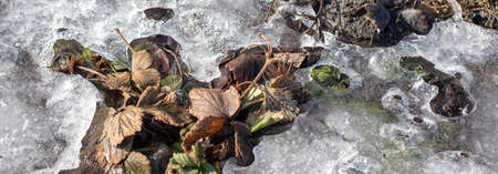 Frozen strawberry leaves in the snow. Nature in winter