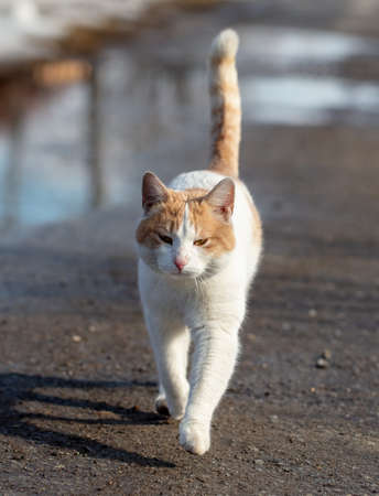 The cat walks along the road after the rain. Animal