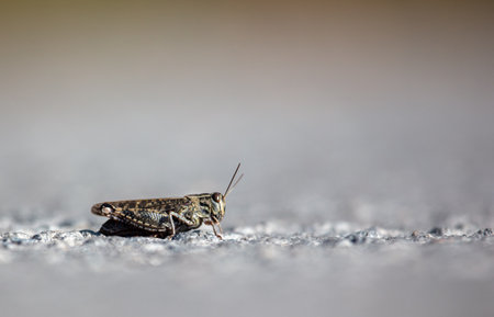 A grasshopper is sitting on an asphalt road. Macroの写真素材