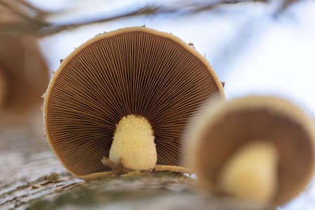 The mushroom grows on the trunk of a tree. Natureの写真素材