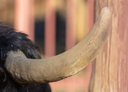Bison horns at the zoo. Close-upの写真素材