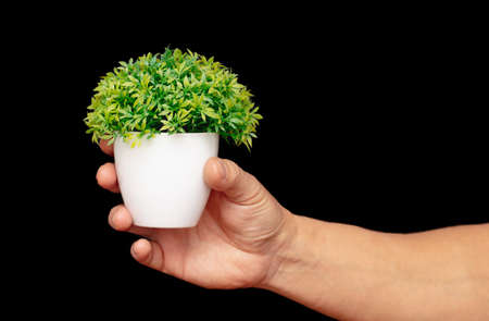 Green flower in a glass in hand on a black background.の写真素材