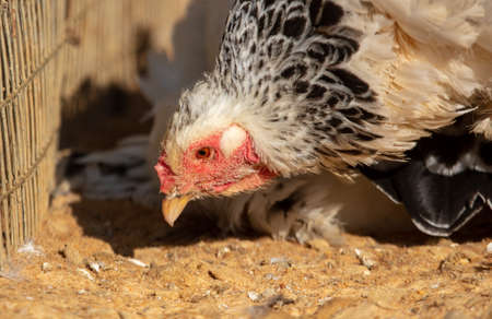 Portrait of a chicken on the farm. Close-upの写真素材