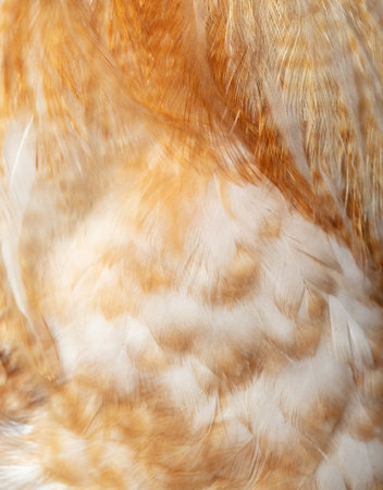 Feathers as a background. Close-upの写真素材