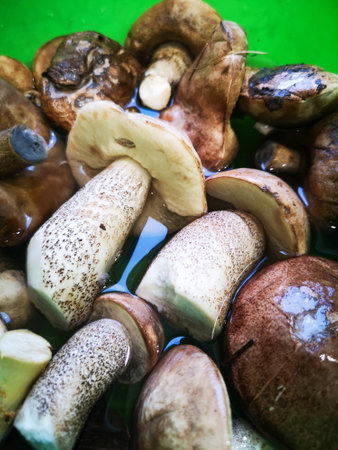 Edible forest mushrooms as background. Close-up