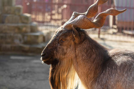 Portrait of a mountain goat with horns at the zoo.の写真素材