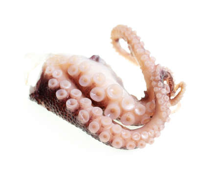Close-up of squid tentacles on a white background. Macroの写真素材
